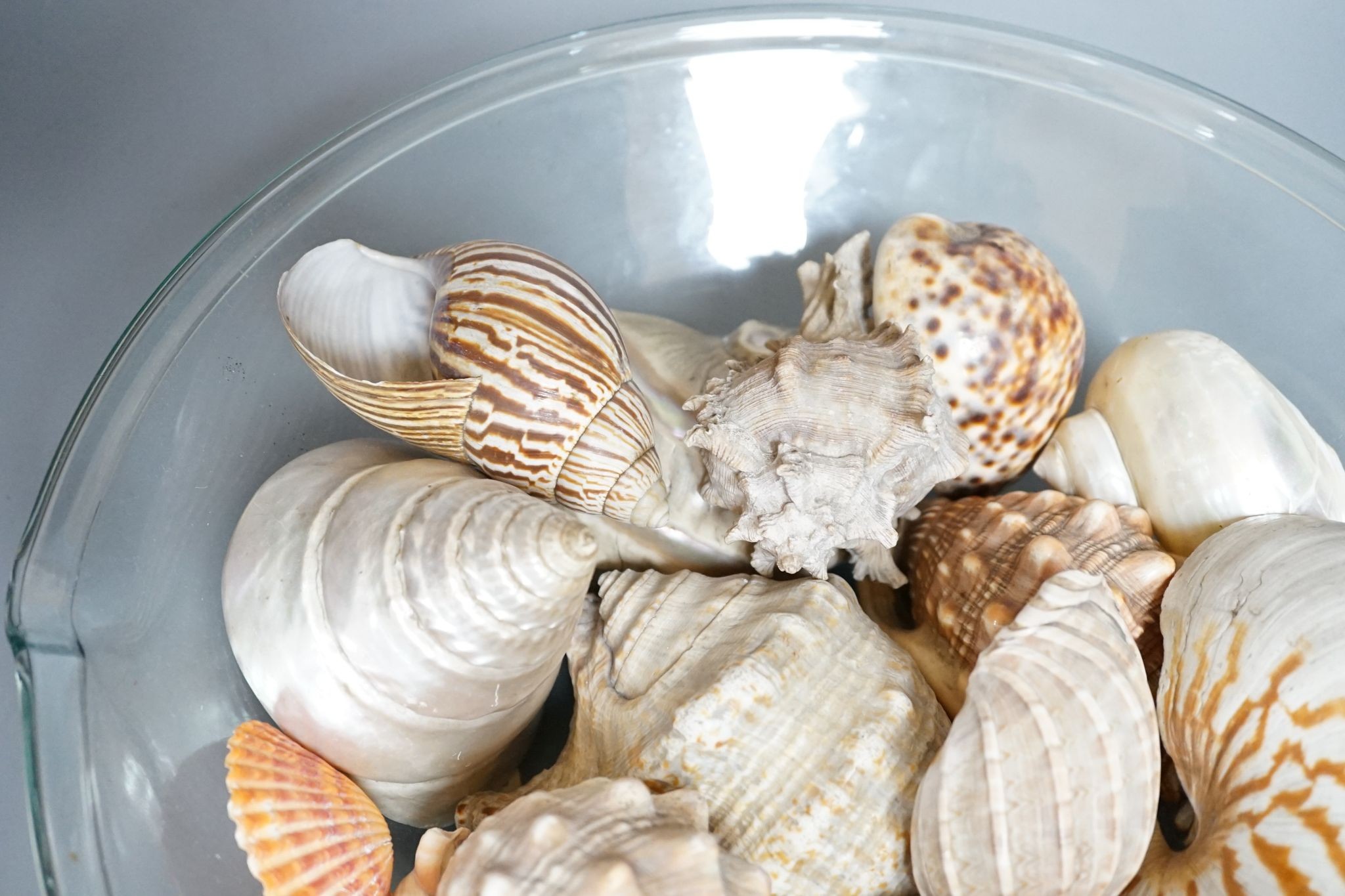 A collection of seashells, in a glass cream pail, 36cm diameter